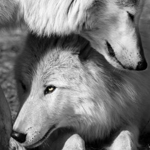 Meet your Posher, Sue